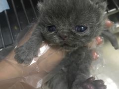 -瑞鹏宠物医院·骨科·猫科·内科(第一中心)