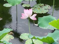 -荔湾湖公园
