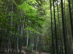 -上海佘山国家森林公园西佘山园