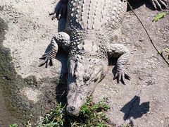 -广州长隆飞鸟乐园