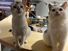 -more than meow吴止猫主题餐厅(承德 中船汇店)