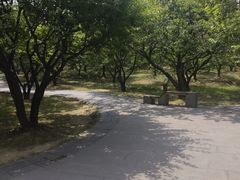 -香雪海