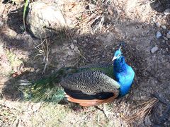 -西霞口神雕山野生动物世界