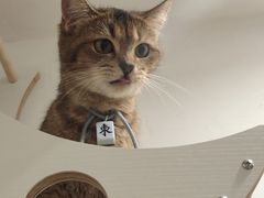 -楼上猫咖(罗湖店)