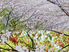 -高东镇樱花园