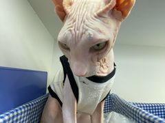 -喵园·猫主题咖啡厅·撸猫·猫咖(国贸店)