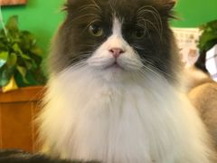 -李小姐の猫咖啡馆(五角场店)