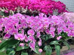 -双季花艺园艺市场(浦东店)