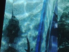 -暹罗海洋世界