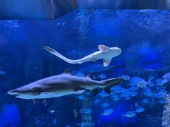 -广州海洋馆