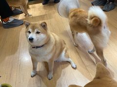 -是阿柴呀！柴犬咖啡·爱喵喵猫咖