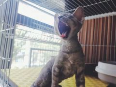 -山宅一喵德文卷毛猫舍
