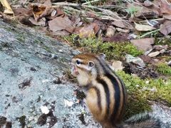 -五营红松林海景区