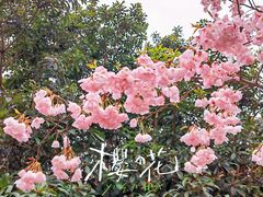 -顾村公园