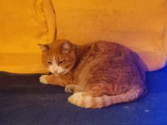 -Sirena海妖日咖夜酒