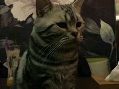 -喵店&猫咖