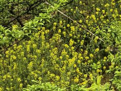 -高荡千年布依古寨旅游景区