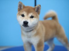 -瑞鹏宠物医院犬猫全科(真大分院)
