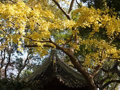 -秋霞圃