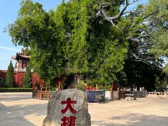 -大槐树寻根祭祖园