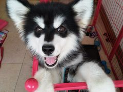 -菲丽丝宠物医院·24小时·猫科中心·免疫点(淮海分院)