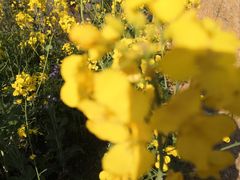 -合肥滨湖国家森林公园