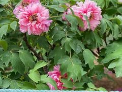 -北京西山国家森林公园