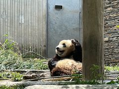 -卧龙中华大熊猫苑神树坪基地
