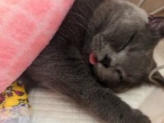 -北京观赏动物医院·24小时大型综合·猫专科·异宠专科