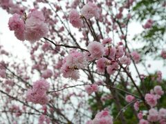-天适樱花悠乐园