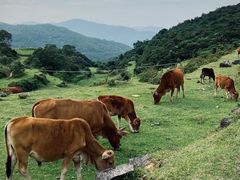 -大姆山草场