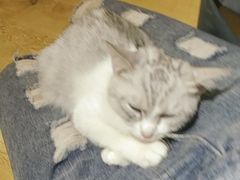-万小咖.猫咖(中山路天虹店)