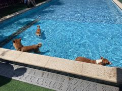 -汪说喵讲宠物乐园宠物酒店(红星美凯龙店)