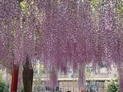 -嘉定紫藤园
