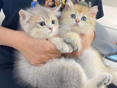 -lincat·猫舍(广州店)