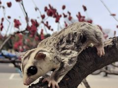 -北京动物园-畅观楼