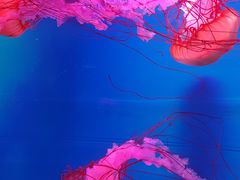 -多彩贵州城极地海洋世界