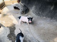-汕尾铜鼎山旅游区