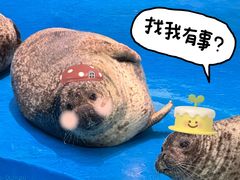 -海合安成都极地海洋公园