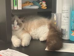 -猫十亿·布偶金渐层·曼基康矮脚猫舍(青年路店)