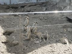 -新疆天山野生动物园