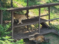 -石家庄市动物园