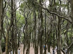 -火炉山森林公园