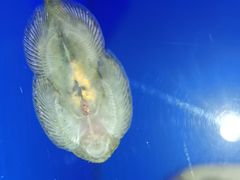 -上海海洋水族馆