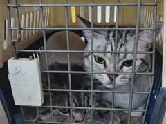 -乐琪宠物医院·犬猫专科·骨外科·急重症