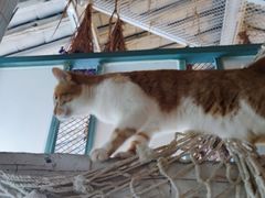 -喵屿·大理花园猫咖