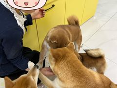 -柴源莊·柴小宠柴犬咖啡
