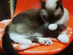 -猫咪博物馆(顶澳仔猫街店)