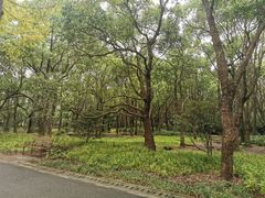 -上海滨江森林公园