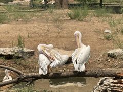 -鄂尔多斯野生动物园